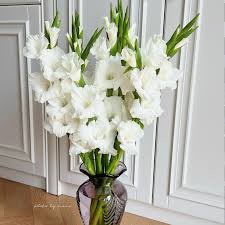 Image result for Gladiolus virgineus