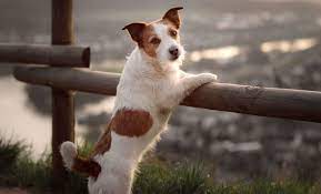 You can also subscribe to our newsletter which is created especially for tucson pet owners. Welcome To Pet Doctor Your Family Veterinarian In Tucson
