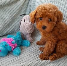 I My New Toys Would You Play With Me Millie Toy Poodle Cute Puppies Dog Lovers Mini Toy Poodle Pet Toy Poodle Puppy Cute Dogs Dog Training