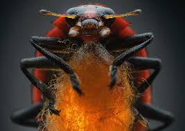 Image result for Cleome maculata