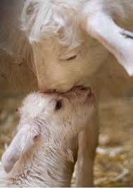 Angus Dei Lamb Of God I Will Never Desert You Nor Will I Forsake You Hebrews 13 5 And Know That I Am With Susseste Haustiere Tiere Ausgestopftes Tier