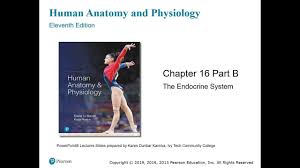Chapter 16 The Endocrine System Part Ii Youtube