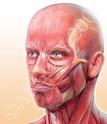 Http Www Google Pl Blank Html Muscles Of The Face Anatomy Art Human Anatomy