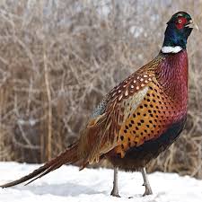 Game Bird Hatchery Baby Game Bird Chicks For Sale Cackle Hatchery Chicks For Sale Pheasant Pheasant Hunting