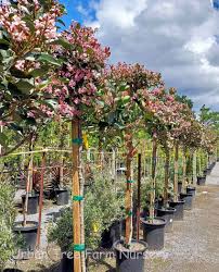 Image result for Rhaphiostylis