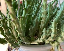 Image result for Orbea knobelii