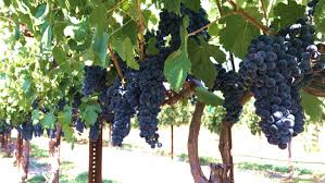 Image result for graft grape vines