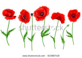 Red Poppy Flower Isolated On White Background Vector Illustration