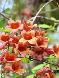 Image result for Bignonia capreolata