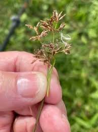 Image result for Vahlia dichotoma