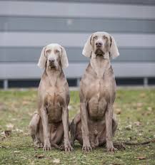 Image result for výmarský krátkosrstý ohař