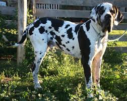 It is thought that the breed was created to the extent is today by crossing the mastiffs of south germany with the great danes of north germany. Vintage Danes Home
