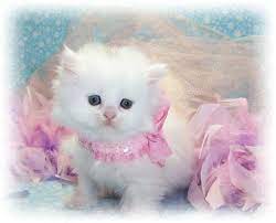 Cute baby cats cute cats and kittens cute baby animals i love cats kittens cutest funny animals pretty cats beautiful cats animals beautiful. Cute Cat Cats Picture Kittens Cutest Baby Cute Cat Wallpaper Pretty Cats