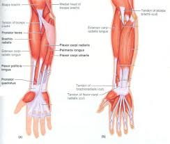 There are more individual muscles in your forearm than in any other large muscle group. Muscles In The Arm Diagram Koibana Info Human Body Anatomy Forearm Muscles Muscle Anatomy
