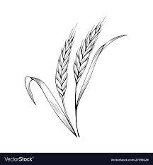 +79,473 vector art in ai, svg, eps and cdr. Wheat Spikelet Coloring Book Royalty Free Vector Image Sponsored Coloring Book Wheat Spikelet Ad Wheat Tattoo Disney Stitch Tattoo Engraving Tattoo