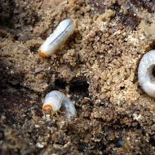 Nematodes Contre Le Ver Blanc