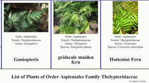 Image result for Thelypteridaceae