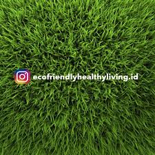Pupuk kedua, pupuk rumput gajah mini kedua saat umur. Jual Savanna Pupuk Rumput Organik Pupuk Rumput Gajah Mini Rumput Jepang 100ml Di Lapak Aroena Lc Bukalapak