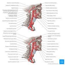 Two leading causes of death, myocardial infarction and stroke each may directly result from an arterial system that has been slowly and progressively compromised by years of deterioration. Major Arteries Veins And Nerves Of The Body Anatomy Kenhub
