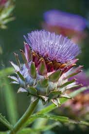 Cynara Cardunculus Cardoon Plants Cardoon Planting Flowers