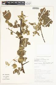Image result for Commiphora pedunculata