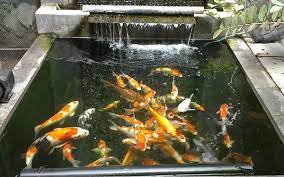 Kolam ikan yang kotor, karena tidak menggunakan sistem filter yang baik akan membuat ikan mudah terserang penyakit. Cara Membuat Filter Kolam Ikan Koi Buatan Sendiri Mag Fish