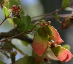 Image result for Sphedamnocarpus