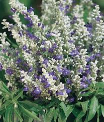 The perennial plant association has chosen many zone 7 plants for its perennial plant of the year program. Sea Breeze Salvia Seeds And Plants Annual Flowers At Burpee Com Salvia Plants Salvia Annual Flowers