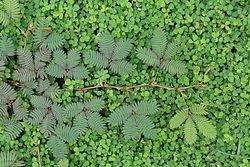 Image result for Mimosa mossambicensis