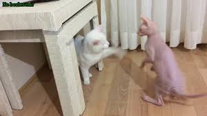 Sfenks Kedisi Tuysuz Kedi Ankara Kedisi Ilk Tanisma Youtube