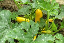 Der boden sollte nährstoffreich und locker sein. Zucchini Anzucht Und Pflege Im Garten Oder Hochbeet