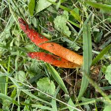 Image result for Mutinus elegans