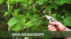 Ab einem alter von 4 jahren wird die. Sommer Beschnitt Am Wein Wann Und Wie Beschneidet Man Wein Youtube