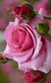 Powerful Witch Sangoma Protection Spell And Spell Caster In Ontario New York Sydney 27786966898 Info Beautiful Rose Flowers Amazing Flowers Pretty Flowers