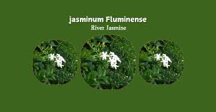 Image result for Jasminum fluminense
