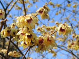 Dusting sulphur, elemental sulphur in powdered form, is a common fungicide for grapes, strawberry, many vegetables and several other crops. Chimonanthus Praecox Grandiflorus Is A Bushy Deciduous Medium Sized Shrub With Shiny Lanceolate Leaves To 15cm In Le Plants Winter Flowering Shrubs Shrubs