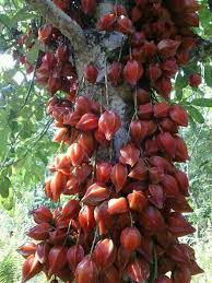 Buah belimbing berbentuk kecil dan empat segi panjang, dan jarang dimakan segar kerana rasanya terlalu masam. Buah Belimbing Api Di Sarawak Buah Pocong Rasa Dlm Mcm Rambai Kulut Mcm Blmbg Buluh Tp X Msm Ada Org Buat Jeruk Fruit Grapes Food
