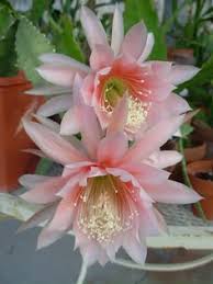 Image result for Phyllanthus macranthus