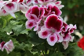 Image result for foto muškáty