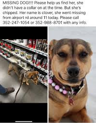 Please help this couple find their fur baby! A cash reward is being offered!