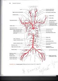 Create a flow chart showing the major systemic arteries through which blood travels from the aorta and its major branches, to the most significant arteries feeding into the right and left upper and lower limbs; Major Blood Vessel Chart Vein