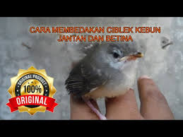 Divideo ini sy sengaja langsung kasih contoh 2 burung supaya jelas. Cara Jitu Membedakan Ciblek Kebun Jantan Dan Betina Burung Id