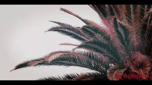 If you are a grower and a member of our collective, you have the ability to sell your flowers here! Oak Park Grounded Real Estate