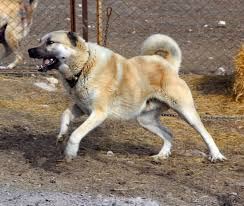 Kangal Kopegi Ile Ilgili Gorsel Sonucu Kangal Kopegi Kopek Ayi