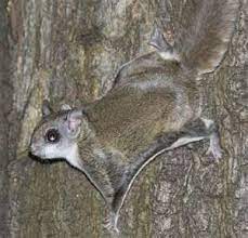 Southern Flying Squirrels Flying Squirrel Squirrel Small Pets