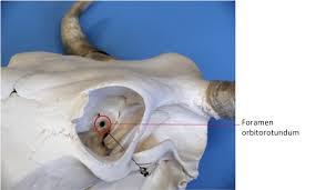 Image result for eyeball enucleation cattle