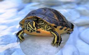 We did not find results for: Yellow Bellied Slider Care Diet Size Tank Setup Everything Reptiles