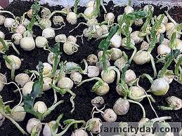 Tugas mata kuliah sains dengan menguji coba pertumbuhan biji kacang hijau dengan media kapas dan tanah dalam. Cara Menanam Kacang Penjagaan Dan Penanaman Di Tanah Terbuka Dengan Biji Penanaman Mengenai Ladang 2021