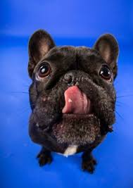 I am located near vancouver, british. 900 French Bulldog T Shirts Ideas Dog Tshirt Bulldog Lover French Bulldog Owner