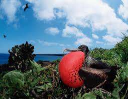 Black Bird With Red Head And White Chest This Bird S Drumming On His Body Lures The Ladies Frigatebird Male Bird Habitats